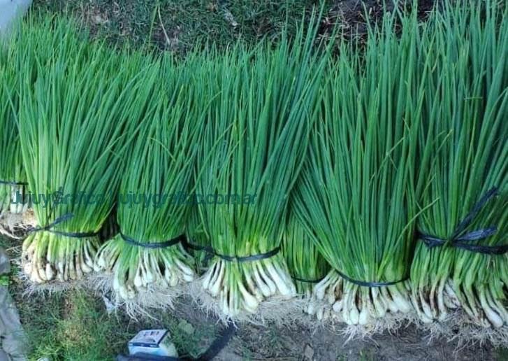 Regeneración de suelos y agroecología. El rol clave del bocashi en la Cooperativa Los Tatitos de Jujuy 16