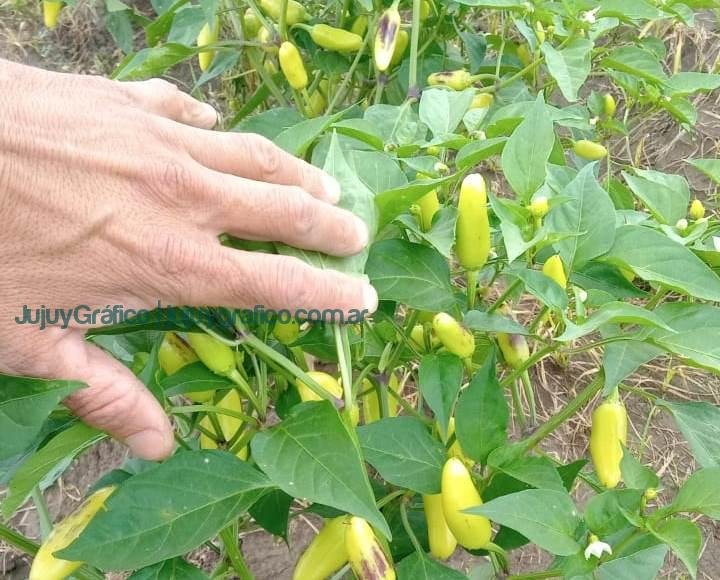 Regeneración de suelos y agroecología: El rol clave del bocashi en la Cooperativa Los Tatitos de Jujuy 16 Regeneración de suelos y agroecología. El rol clave del bocashi en la Cooperativa Los Tatitos de Jujuy 20