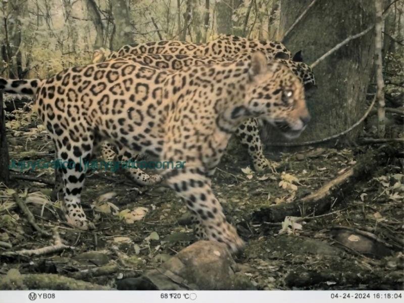 Tres yaguaretés captados en bosques de Ledesma: Un hito para la conservación en Jujuy 2 Tres yaguaretés captados en bosques de Ledesma_ Un hito para la conservación en Jujuy