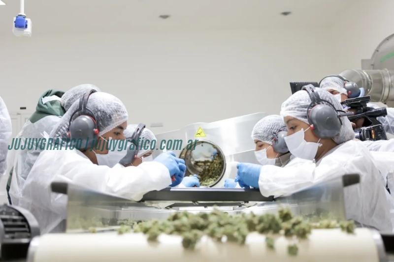 CANNAVA. El Auge del cannabis medicinal de grado farmacéutico de Jujuy al mundo 2
