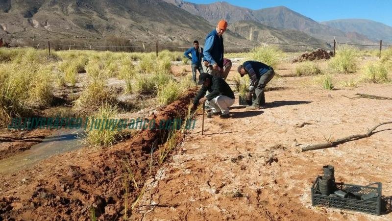Innovador Proyecto de bioingeniería con plantas vetiver en Jujuy 1 Innovador Proyecto de bioingeniería con plantas vetiver en Jujuy 1