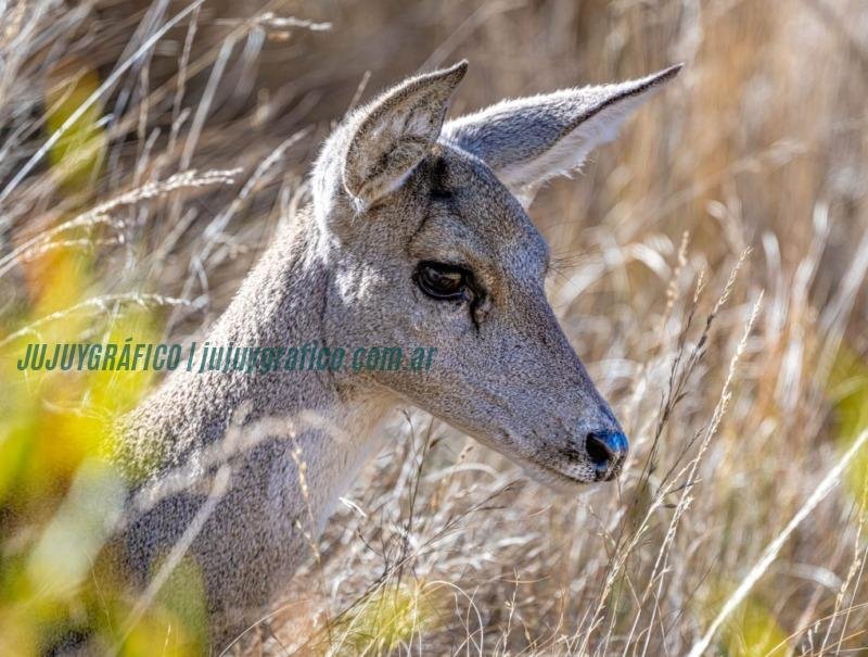 Ambiente Nación visitó la Reserva Natural Privada Puesto Las Tarukas en Jujuy 1 Ambiente Nación visitó la Reserva Natural Privada Puesto Las Tarukas en Jujuy 1