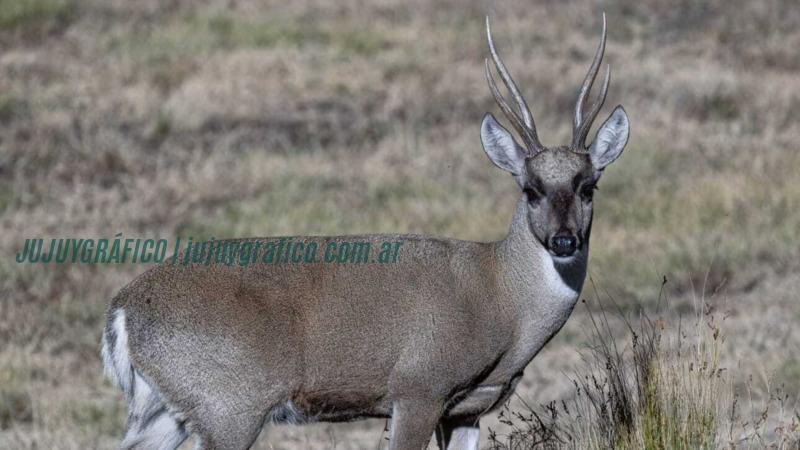 Ambiente Nación visitó la Reserva Natural Privada Puesto Las Tarukas en Jujuy 1 Ambiente Nación visitó la Reserva Natural Privada Puesto Las Tarukas en Jujuy 2