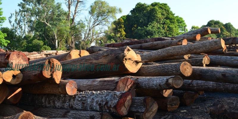 Ambiente avanza en la implementación de la Cuenca Forestal Caimancito en Jujuy 4 Ambiente avanza en la implementación de la Cuenca Forestal Caimancito en Jujuy 3
