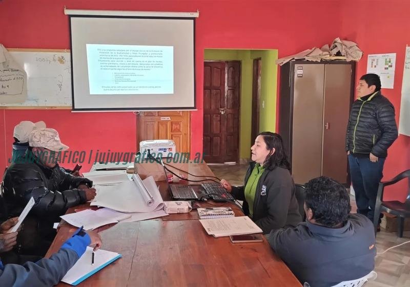 Preparativos finales para la esquila sustentable 2024 de vicuñas en Jujuy 1 Preparativos finales para la esquila sustentable 2024 de vicuñas en Jujuy 1
