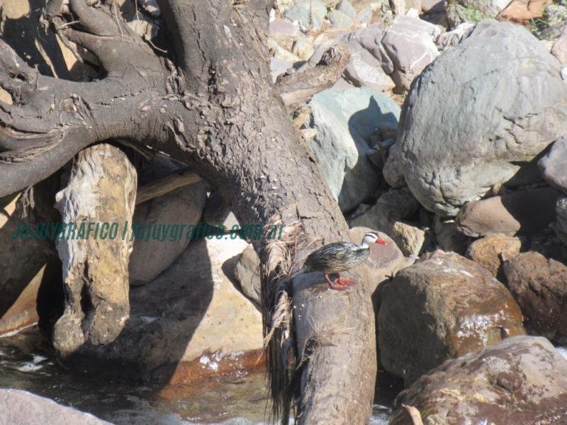Yala, Un destino ecoturístico imperdible en Jujuy 16 Yala, Un destino ecoturístico imperdible en Jujuy 16