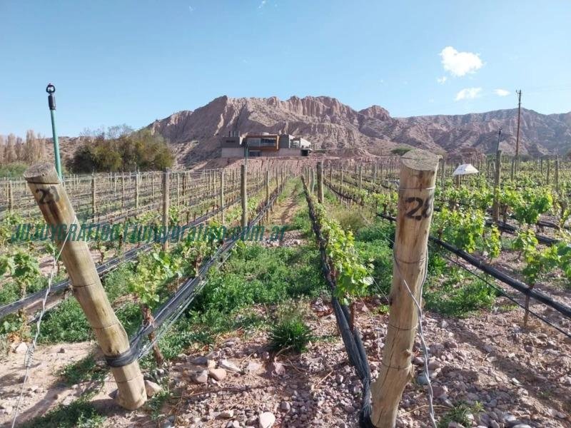 Evaluación de Bodegas y Viñedos: Un paso hacia la excelencia en Enoturismo en Jujuy 1 Evaluación de Bodegas y Viñedos. Un paso hacia la excelencia en Enoturismo en Jujuy 4