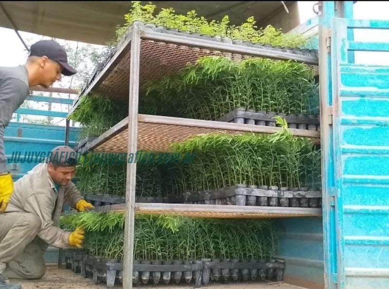 Centro Foresto Industrial Arrayanal, Avances en Jujuy con 85.000 plantines entregados 2