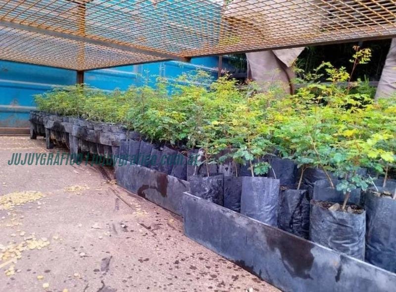 Centro Foresto Industrial Arrayanal, Avances en Jujuy con 85.000 plantines entregados 3 Centro Foresto Industrial Arrayanal, Avances en Jujuy con 85.000 plantines entregados 3
