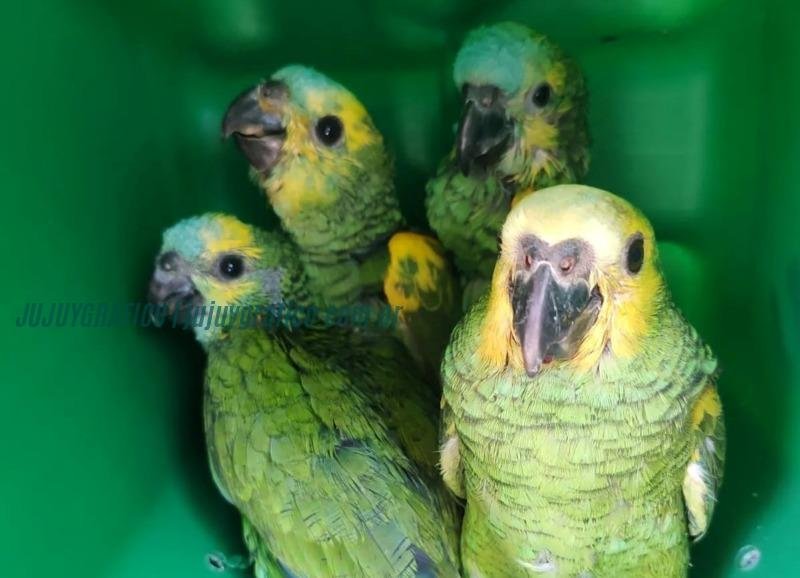 Fauna silvestre en peligro. Rescate de loros y coatí en Jujuy por tráfico ilegal de animales 1