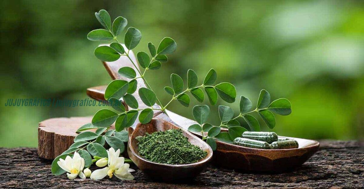 Investigación del INTA promueve el cultivo de moringa en Jujuy y Salta 9 Investigación del INTA promueve el cultivo de moringa en Jujuy y Salta4