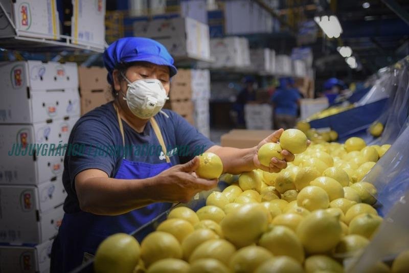 Ledesma reporta récord de producción de cítricos en Jujuy, impulsada por mejores lluvias 7 Ledesma reporta récord de producción de cítricos en Jujuy, impulsada por mejores lluvias 2