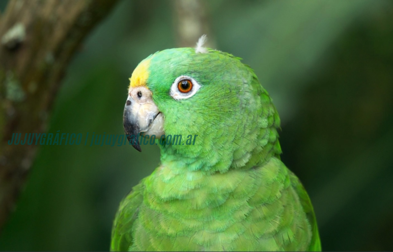 Productores de Purmamarca buscan soluciones para plaga de loros en sus cultivos 1