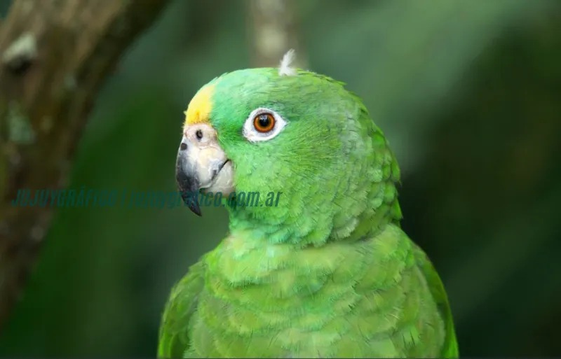 Productores de Purmamarca buscan soluciones para plaga de loros en sus cultivos 1 Productores de Purmamarca buscan soluciones para plaga de loros en sus cultivos 1