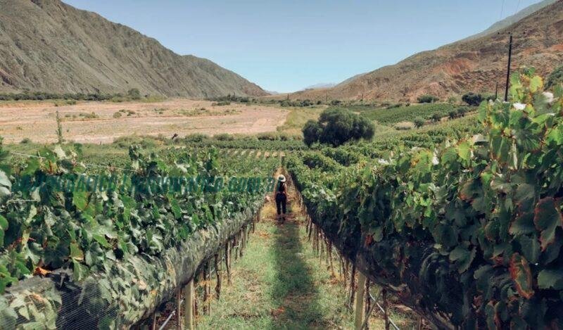 Descubre las Rutas del Vino de Jujuy: Feria de degustación y charlas magistrales 1 Descubre las Rutas del Vino de Jujuy. Feria de degustación y charlas magistrales 1