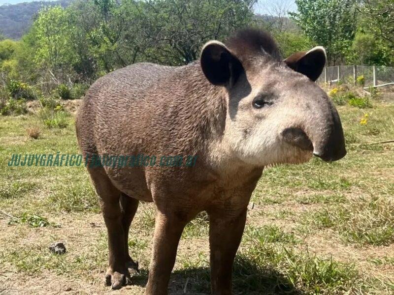 Killa, La Tapir Recuperada y su Importancia en la Conservación de la Biodiversidad 01