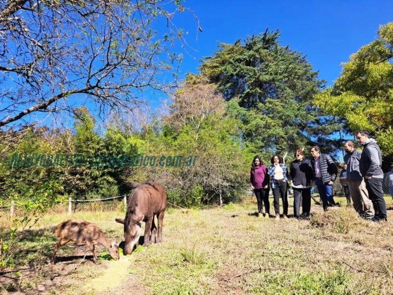 Killa, La Tapir Recuperada y su Importancia en la Conservación de la Biodiversidad 02 Killa, La Tapir Recuperada y su Importancia en la Conservación de la Biodiversidad 02
