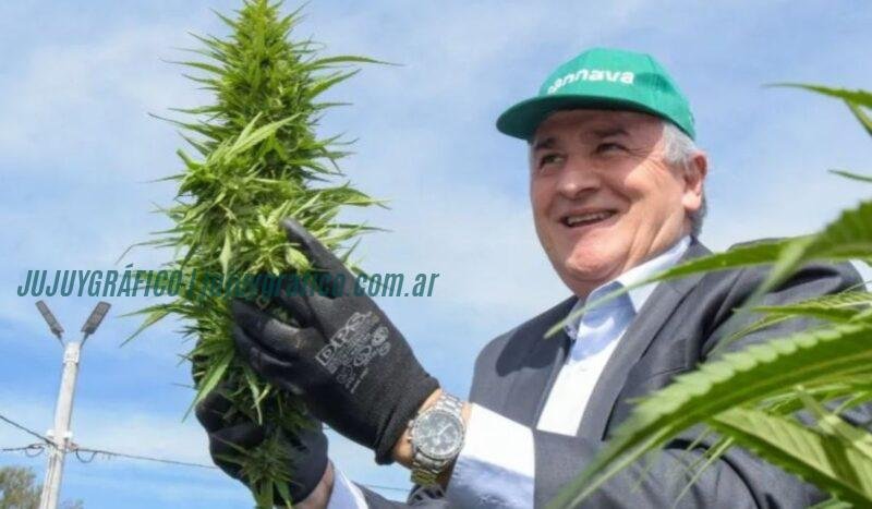 Cannava: La estatal de cannabis que vale millones a costa de los jujeños 1 La Justicia desestimó la demanda contra Giusti pero confirma que las acusaciones a Cannava eran falsas 1 Cannava, La estatal de cannabis que vale millones a costa de los contribuyentes jujeños