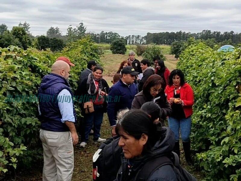 Jujuy impulsa cultivo de maracuyá con 18 productores en Valles y Yungas 1