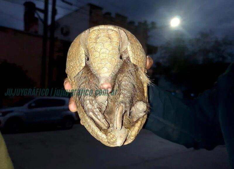 CAFAJu realiza rescate de fauna silvestre en San Pedro de halcón y quirquincho recuperados 2 CAFAJu realiza rescate de fauna silvestre en San Pedro de halcón y quirquincho recuperados 2