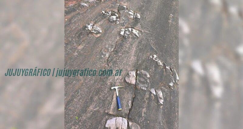 El Sauzal con más de 500 huellas de dinosaurios transforman en las Yungas 11 El Sauzal con más de 500 huellas de dinosaurios transforman en las Yungas 11