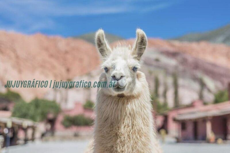 Plan Turismo Sostenible Jujuy 2035. meta de 2,1 millones de visitantes 01 Plan Turismo Sostenible Jujuy 2035. meta de 2,1 millones de visitantes 01