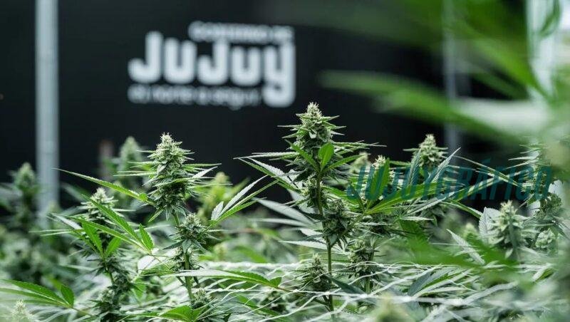 Cannava, La estatal de cannabis que vale millones a costa de los contribuyentes jujeños 10 Cannava, La estatal de cannabis que vale millones a costa de los contribuyentes jujeños 10