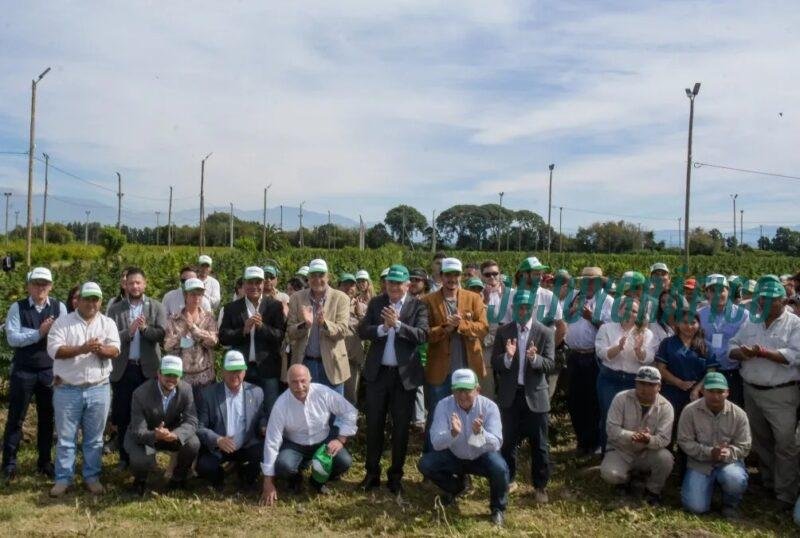 Cannava, La estatal de cannabis que vale millones a costa de los contribuyentes jujeños 19 Cannava, La estatal de cannabis que vale millones a costa de los contribuyentes jujeños 19