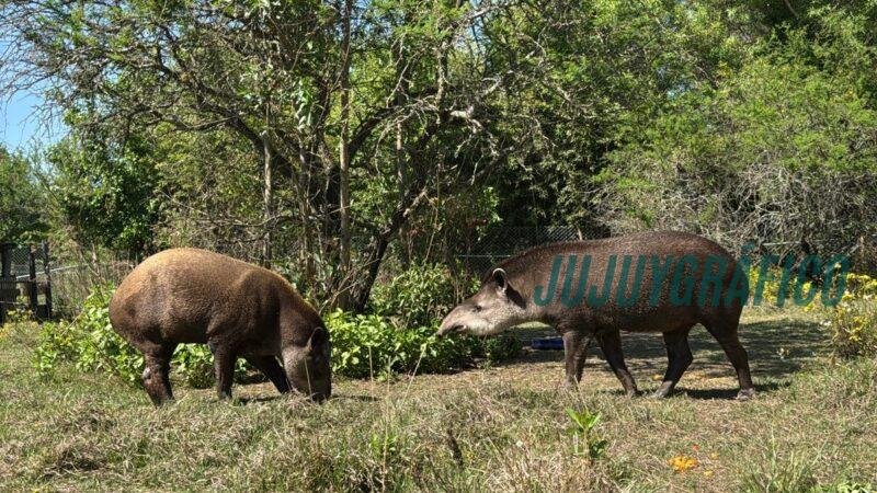 Jujuy refuerza su liderazgo en conservación, desde la liberación de fauna rehabilitada hasta el regreso del tapir a las Yungas 3