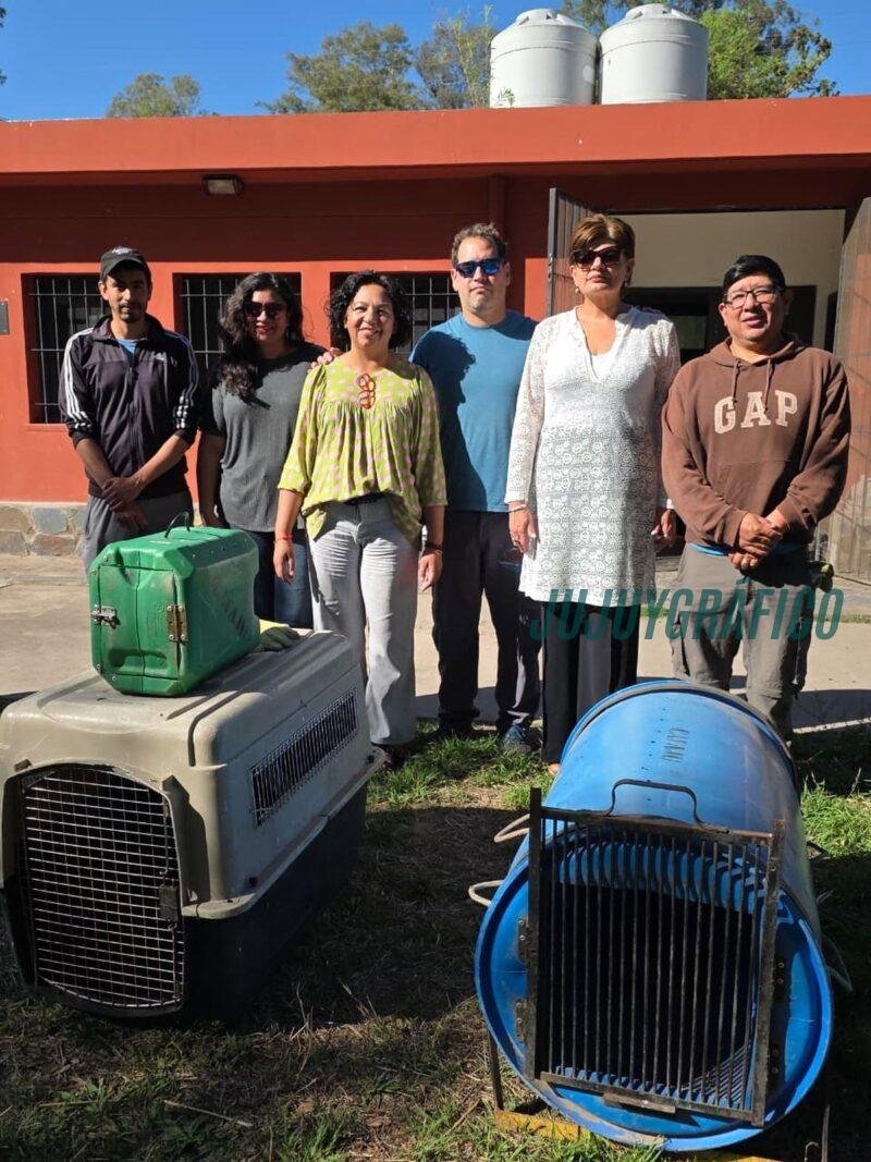 Jujuy refuerza su liderazgo en conservación, desde la liberación de fauna rehabilitada hasta el regreso del tapir a las Yungas 4