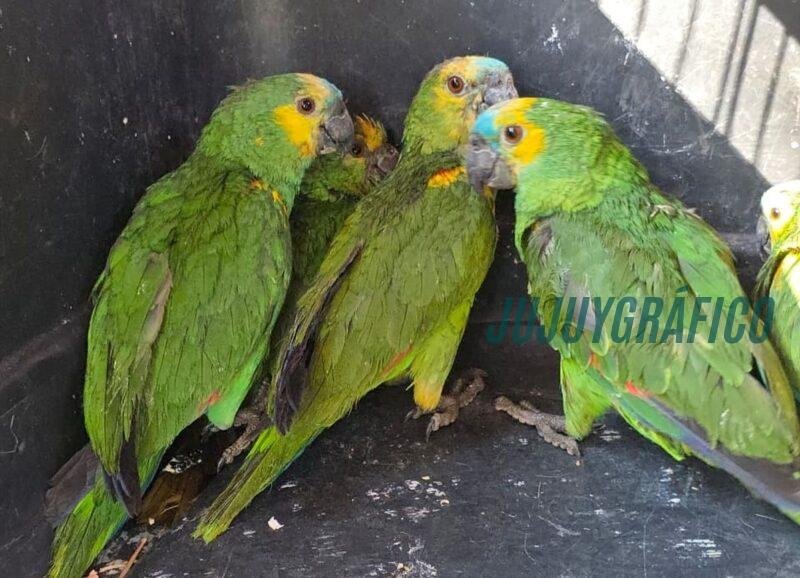 loros habladores  Jujuy refuerza su liderazgo en conservación, desde la liberación de fauna rehabilitada hasta el regreso del tapir a las Yungas 5