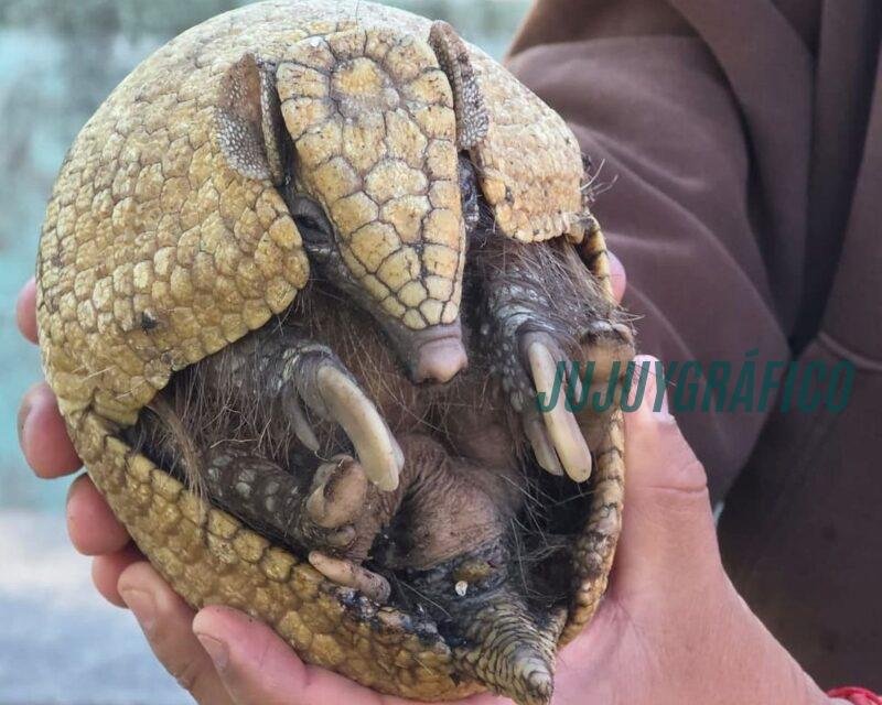 Jujuy refuerza su liderazgo en conservación, desde la liberación de fauna rehabilitada hasta el regreso del tapir a las Yungas 6