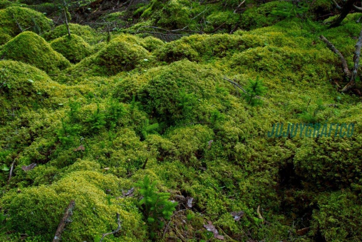 Completamente prohibido: extraer musgo y pajarilla en Potrero de Yala es delito ambiental sancionable 1 Prohibición absoluta extraer musgo y pajarilla en Potrero de Yala es delito ambiental sancionable 07