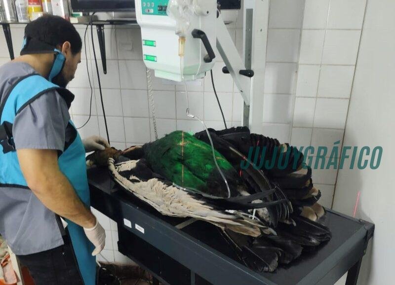 Rescate urgente de un cóndor en estado crítico en un viaje extraordinario a Buenos Aires desde Jujuy 1