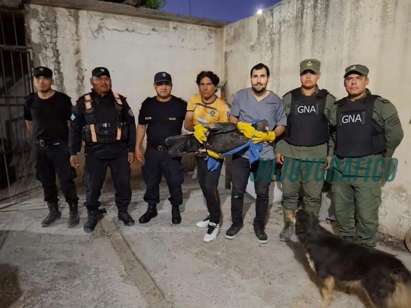 Rescate urgente de un cóndor en estado crítico en un viaje extraordinario a Buenos Aires desde Jujuy 6