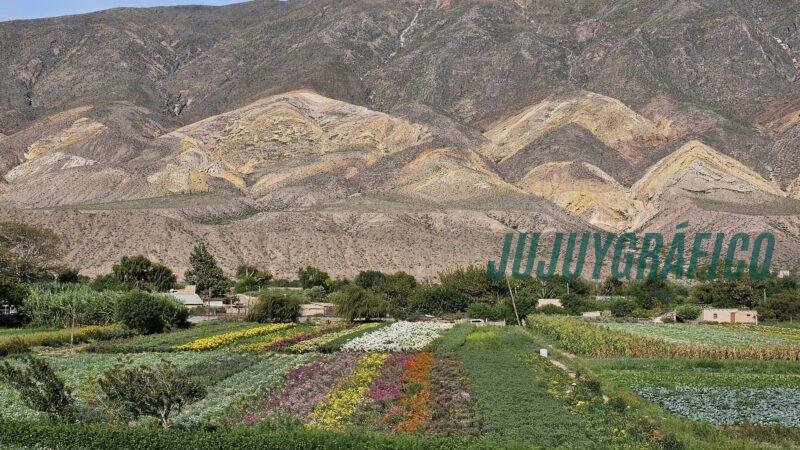 campo de flores, Maimará brilla, celebró la distinción mundial otorgada por ONU Turismo en China