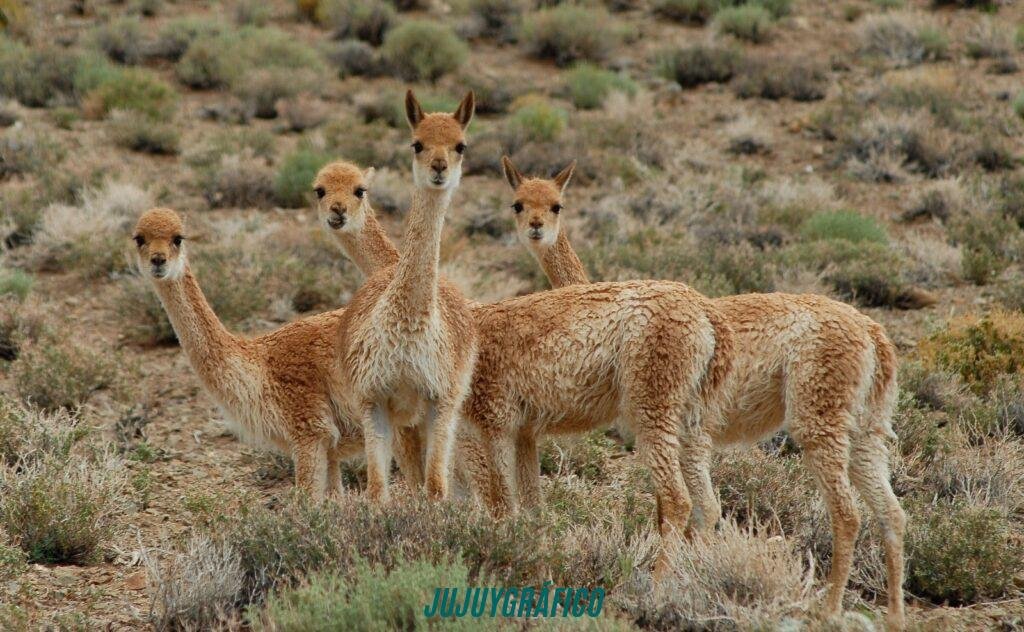 Condenaron a dos hombres por caza furtiva de vicuñas en la Puna jujeña, mataron 9 ejemplares protegidos en Piscuno 1