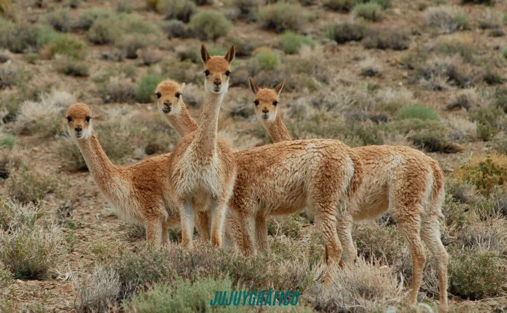 Condenaron a dos hombres por caza furtiva de vicuñas en la Puna jujeña, mataron 9 ejemplares protegidos en Piscuno 1 Condenaron a dos hombres por caza furtiva de vicuñas en la Puna jujeña, mataron 9 ejemplares protegidos en Piscuno 1