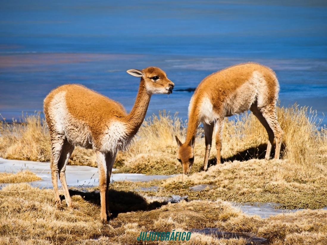 Condenaron a dos hombres por caza furtiva de vicuñas en la Puna jujeña, mataron 9 ejemplares protegidos en Piscuno 2