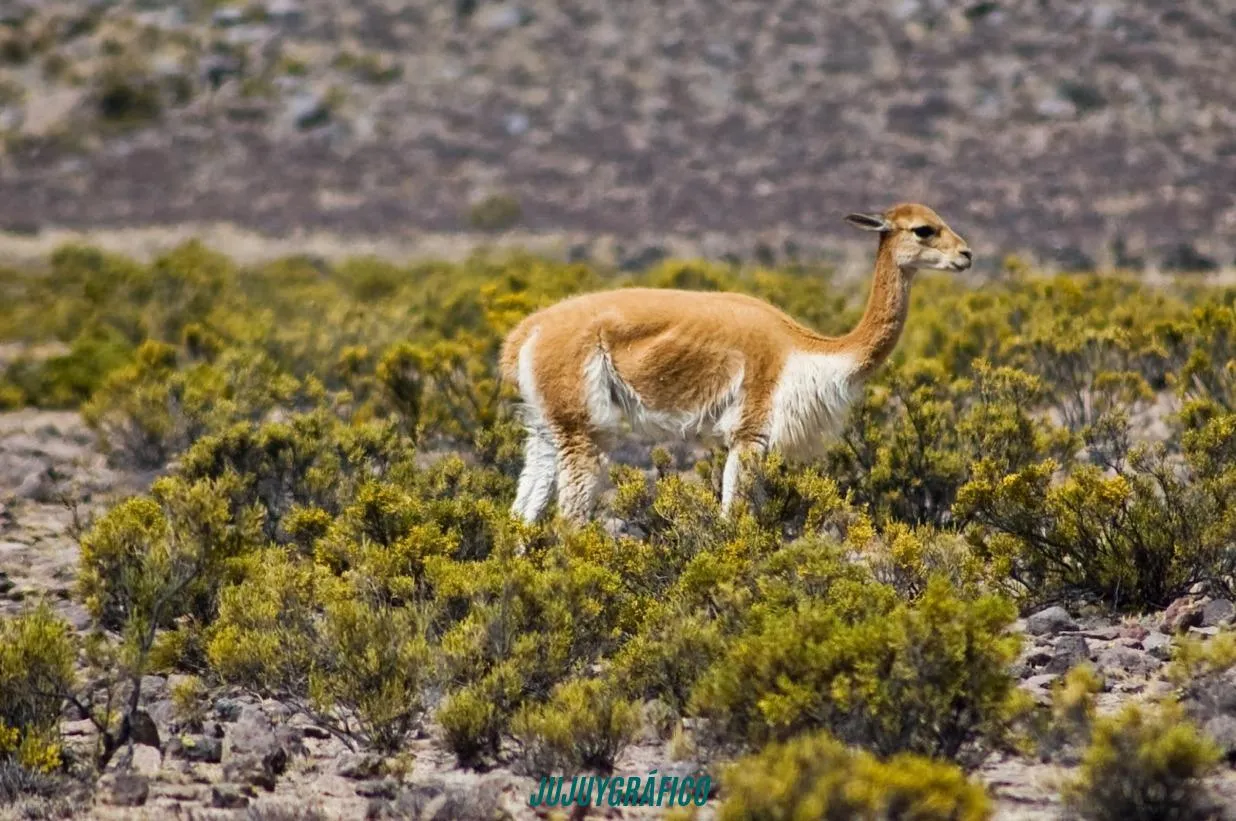 Condenaron a dos hombres por caza furtiva de vicuñas en la Puna jujeña, mataron 9 ejemplares protegidos en Piscuno 4 Condenaron a dos hombres por caza furtiva de vicuñas en la Puna jujeña, mataron 9 ejemplares protegidos en Piscuno 4