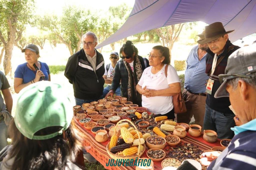 Raíces en Jujuy, 150 productores colla custodian el futuro de los alimentos andinos 3 Raíces en Jujuy, 150 productores colla custodian el futuro de los alimentos andinos 3