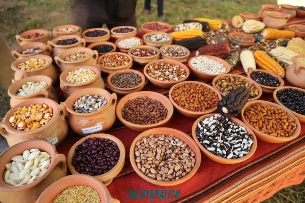 Raíces en Jujuy, 150 productores colla custodian el futuro de los alimentos andinos 4