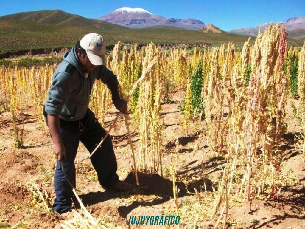 La quinoa de Jujuy, en peligro.el contrabando boliviano hunde al grano madre de la Puna 01 La quinoa de Jujuy, en peligro.el contrabando boliviano hunde al grano madre de la Puna 01