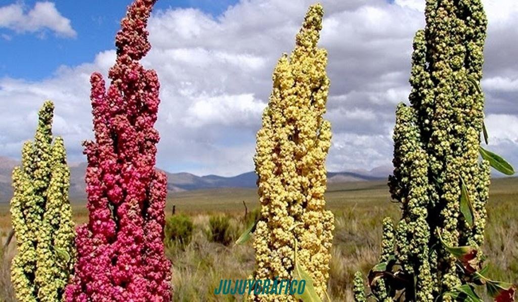 La quinoa de Jujuy, en peligro.el contrabando boliviano hunde al grano madre de la Puna 10 La quinoa de Jujuy, en peligro.el contrabando boliviano hunde al grano madre de la Puna 10
