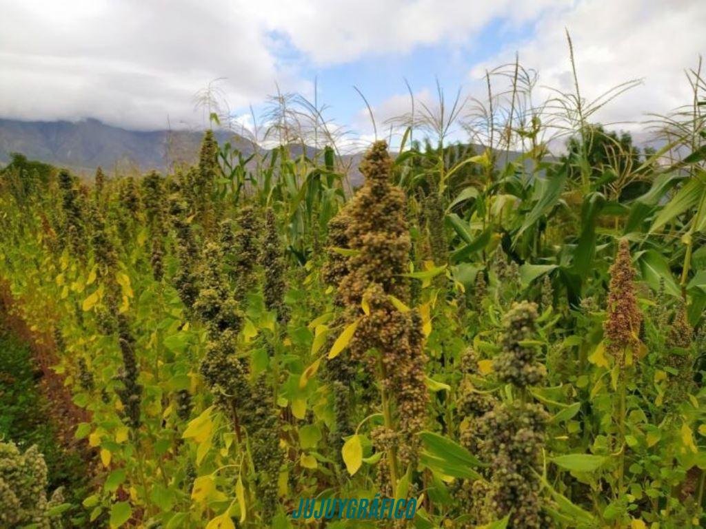 La quinoa de Jujuy, en peligro.el contrabando boliviano hunde al grano madre de la Puna 12 La quinoa de Jujuy, en peligro.el contrabando boliviano hunde al grano madre de la Puna 12