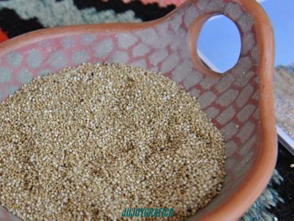 La quinoa de Jujuy, en peligro.el contrabando boliviano hunde al grano madre de la Puna 16 La quinoa de Jujuy, en peligro.el contrabando boliviano hunde al grano madre de la Puna 16