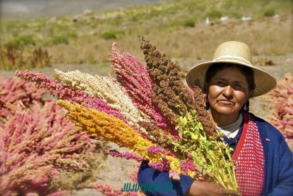 La quinoa de Jujuy, en peligro: el contrabando boliviano hunde al popular grano madre de la Puna 1 La quinoa de Jujuy, en peligro.el contrabando boliviano hunde al grano madre de la Puna 17