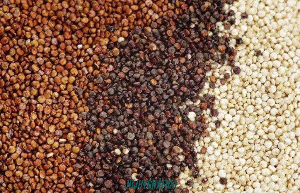 La quinoa de Jujuy, en peligro.el contrabando boliviano hunde al grano madre de la Puna 18 La quinoa de Jujuy, en peligro.el contrabando boliviano hunde al grano madre de la Puna 18