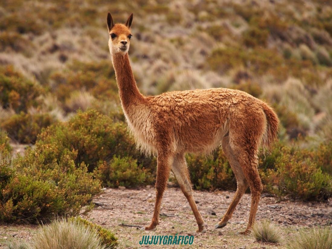 Histórico en Jujuy, multa de 89 millones de pesos por cada cazador furtivo de vicuñas en la Puna 2