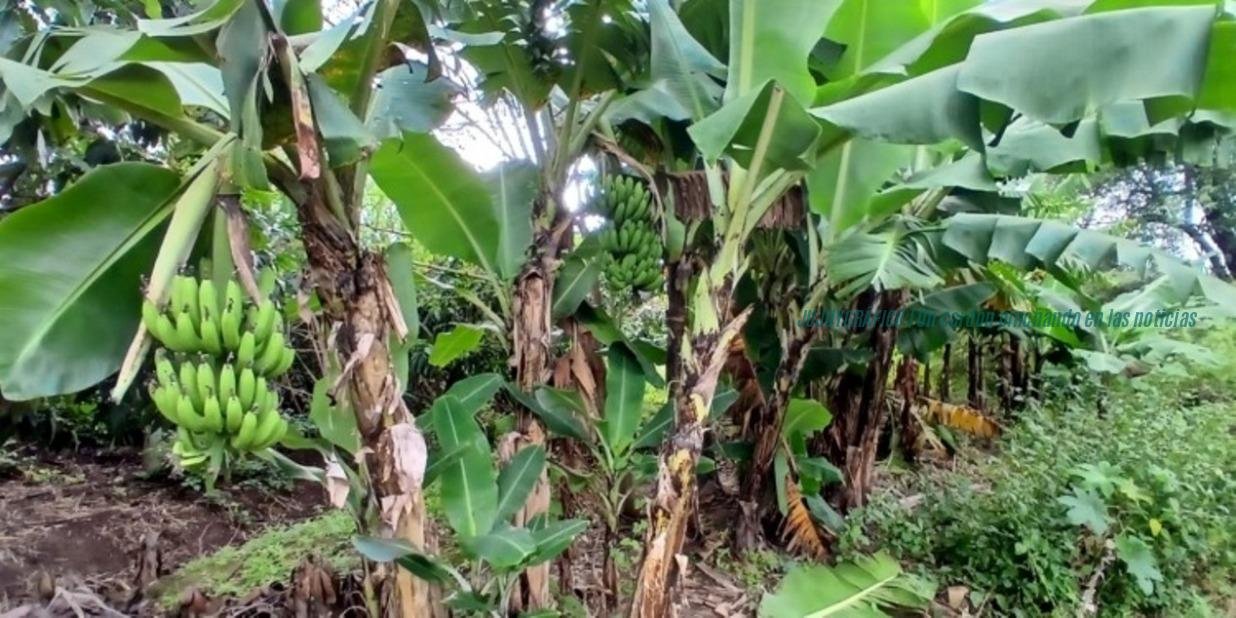 Crisis bananera Jujuy, Sadir exige respuesta a Nación por 8 normas derogadas 5